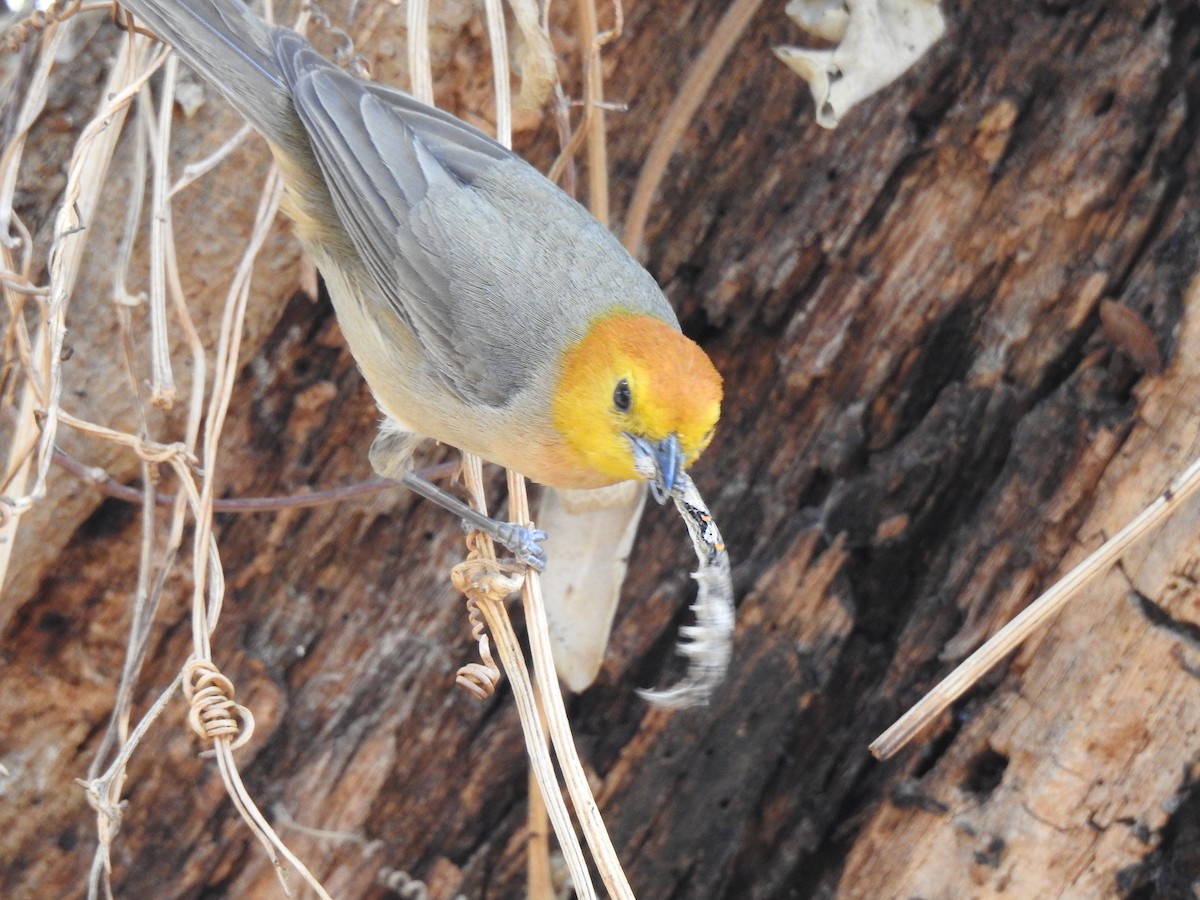 Orange-headed Tanager - ML274838281