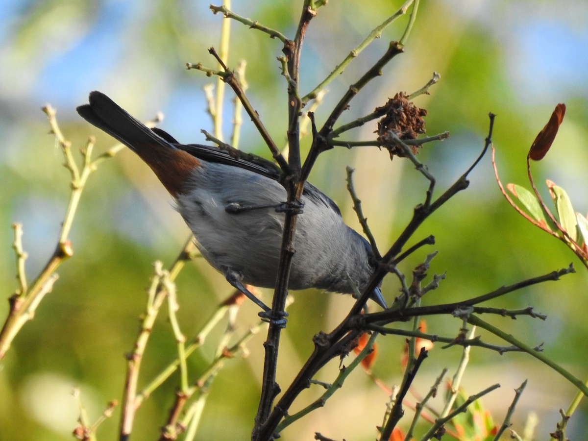 Chestnut-vented Conebill - Silvia Benoist