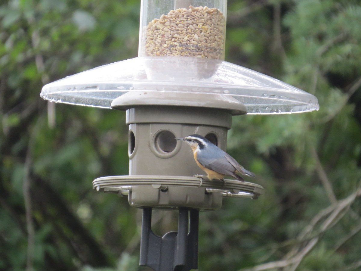 Red-breasted Nuthatch - ML274838561