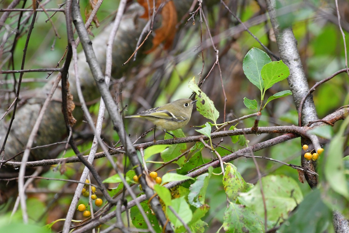 Ruby-crowned Kinglet - Mary Brennan