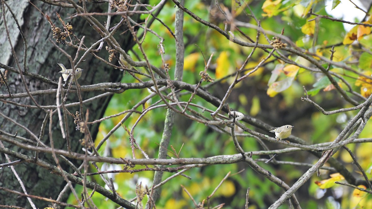 Ruby-crowned Kinglet - Mary Brennan