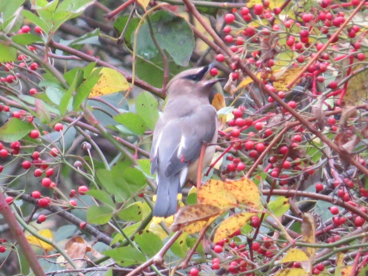 Cedar Waxwing - ML274839721