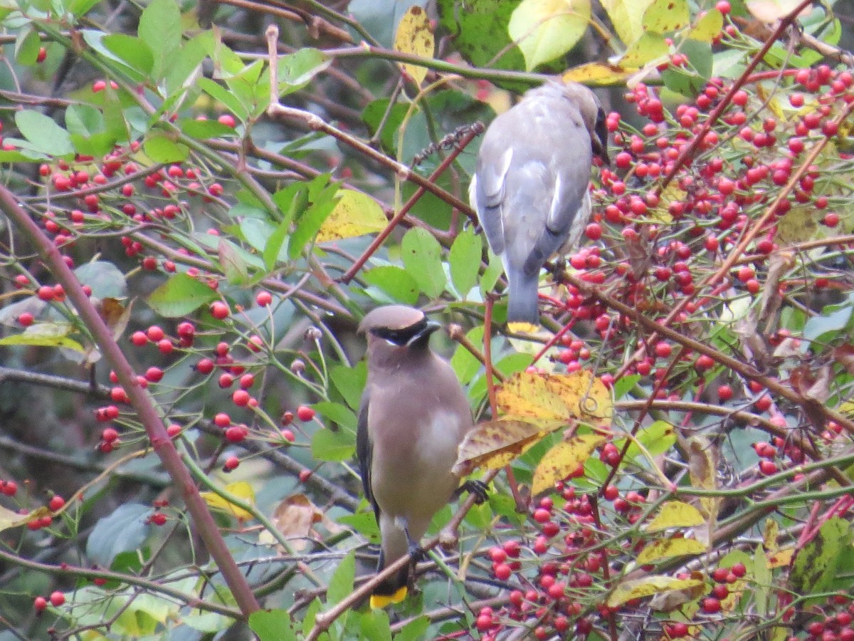 Cedar Waxwing - ML274839951