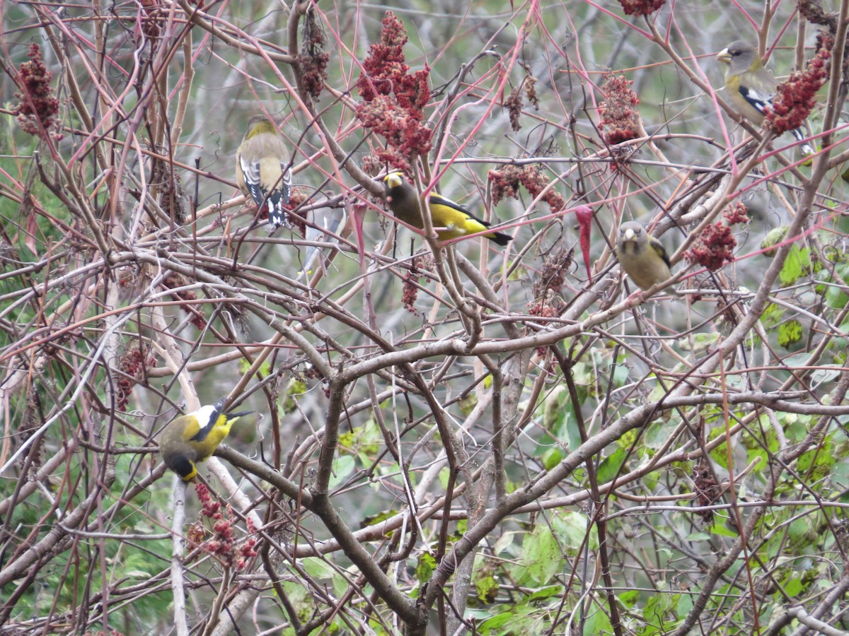 Evening Grosbeak - ML274840281