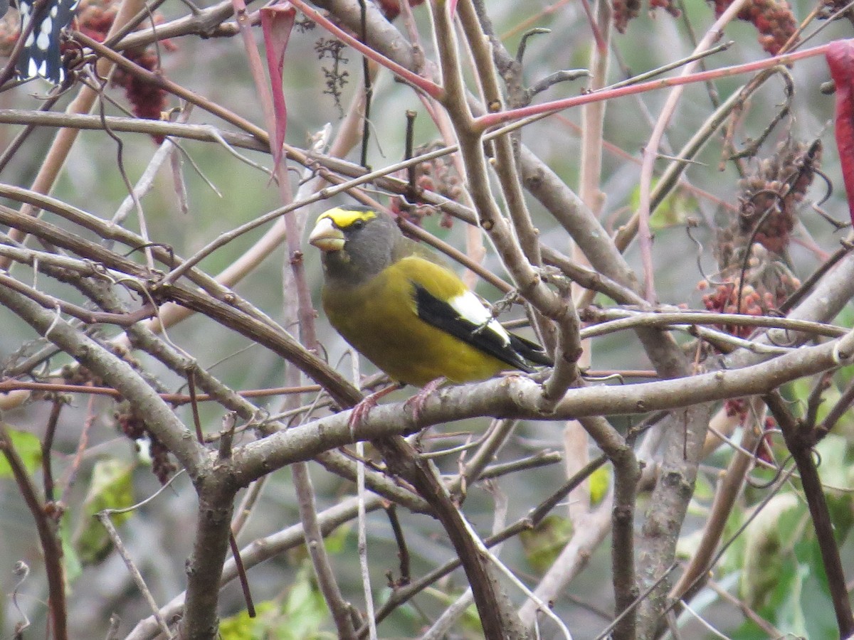 Evening Grosbeak - ML274840621