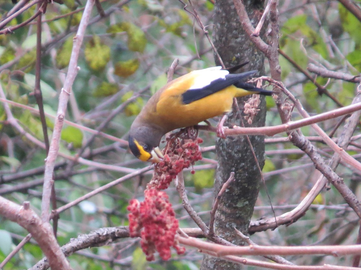 Evening Grosbeak - ML274840691