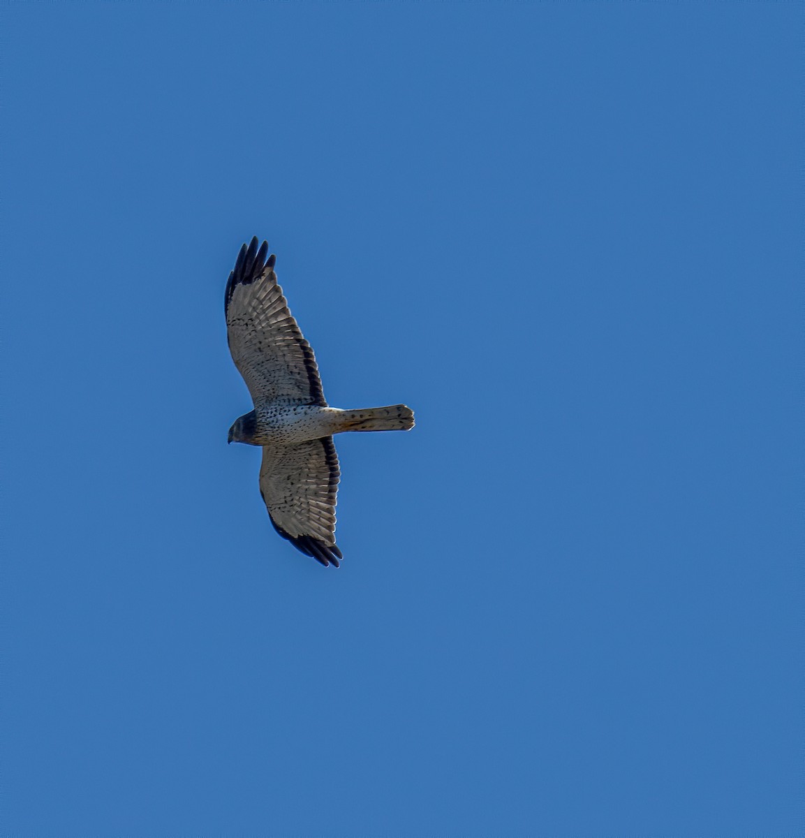 Northern Harrier - ML274840931