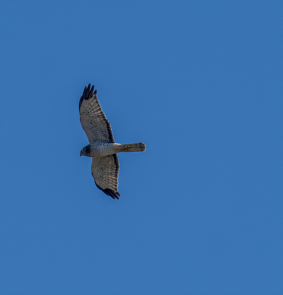 Northern Harrier - ML274840931