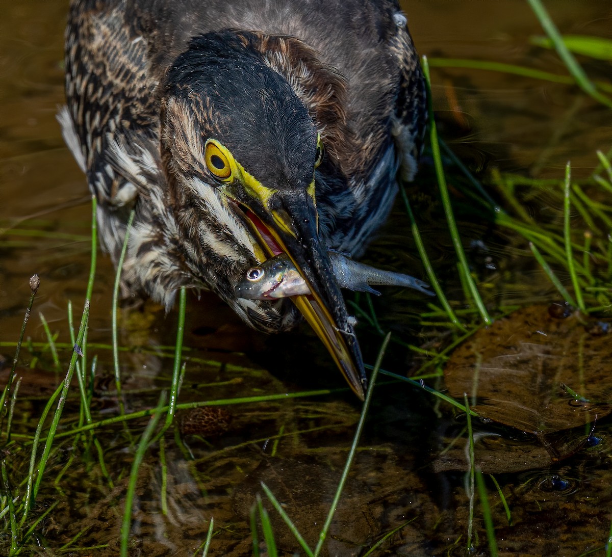 Green Heron - ML274841091