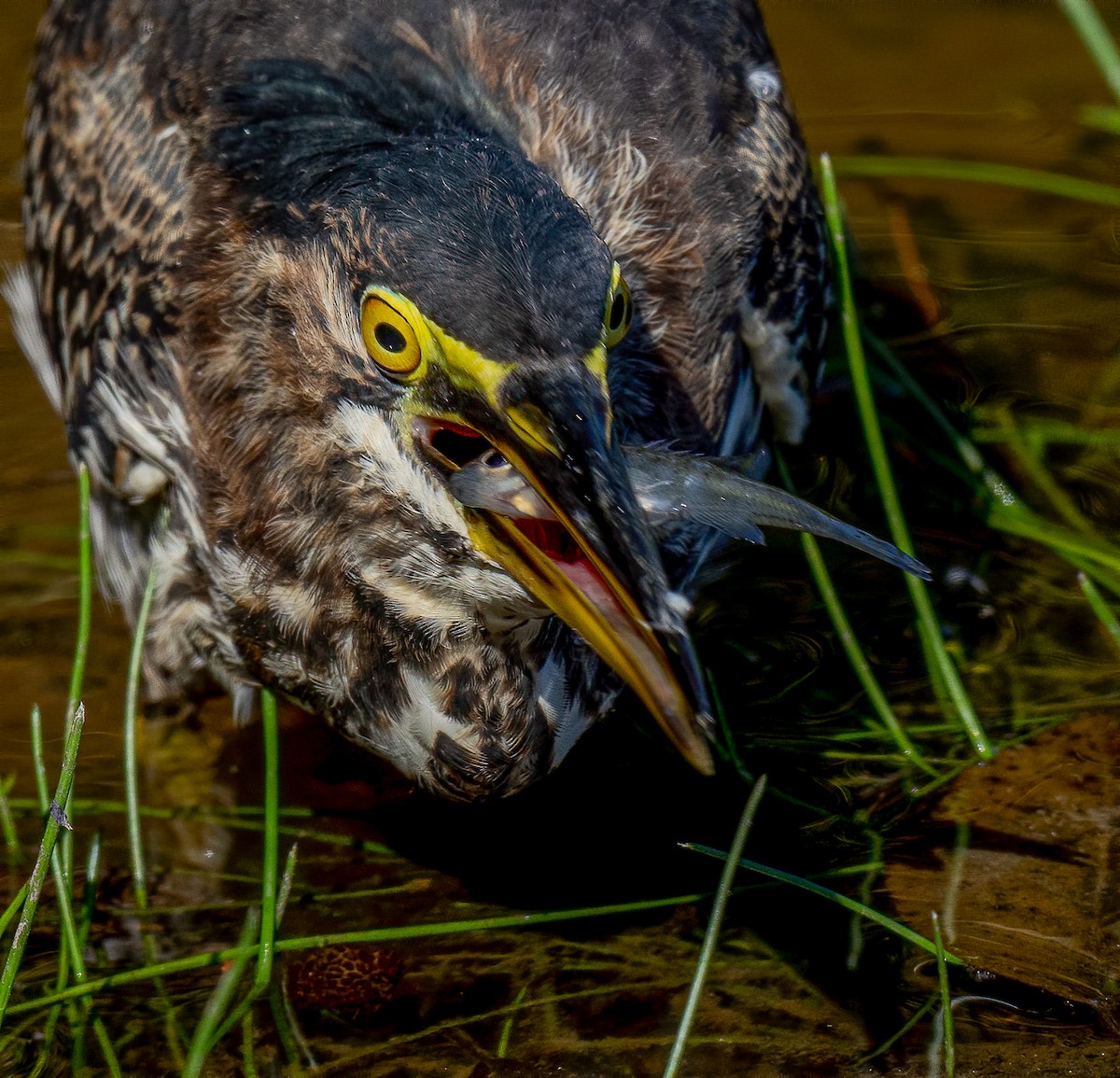 Green Heron - ML274841101