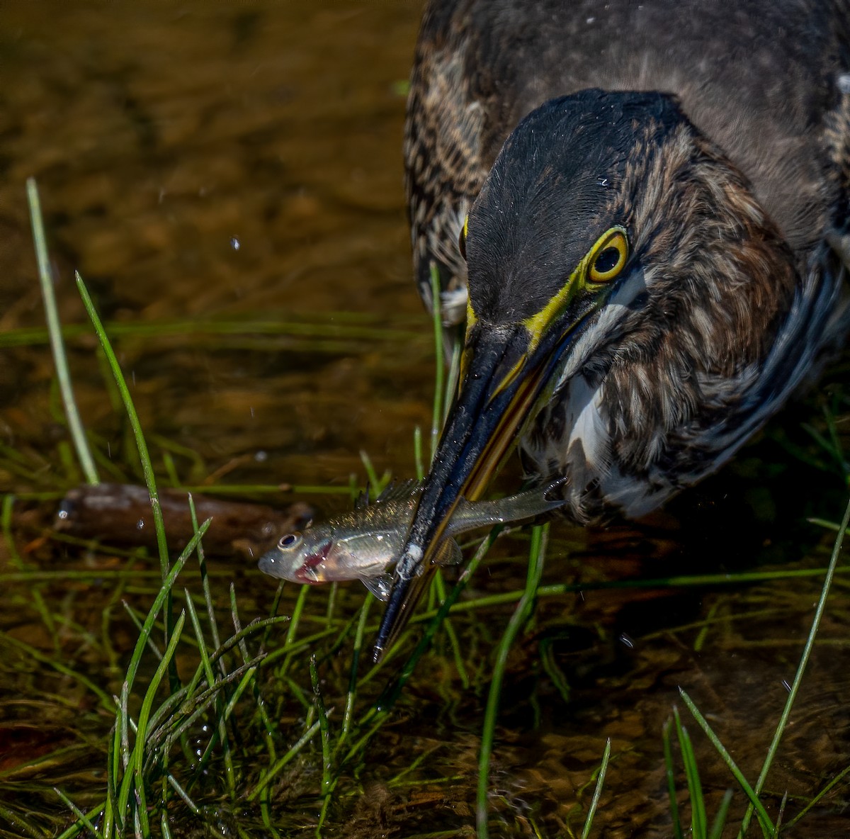 Green Heron - ML274841111