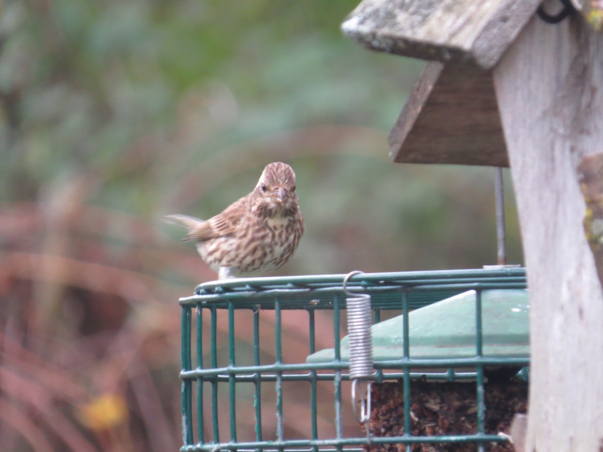 Purple Finch - ML274841761