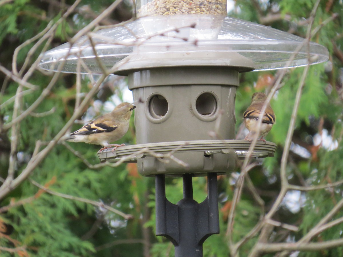 American Goldfinch - ML274842441