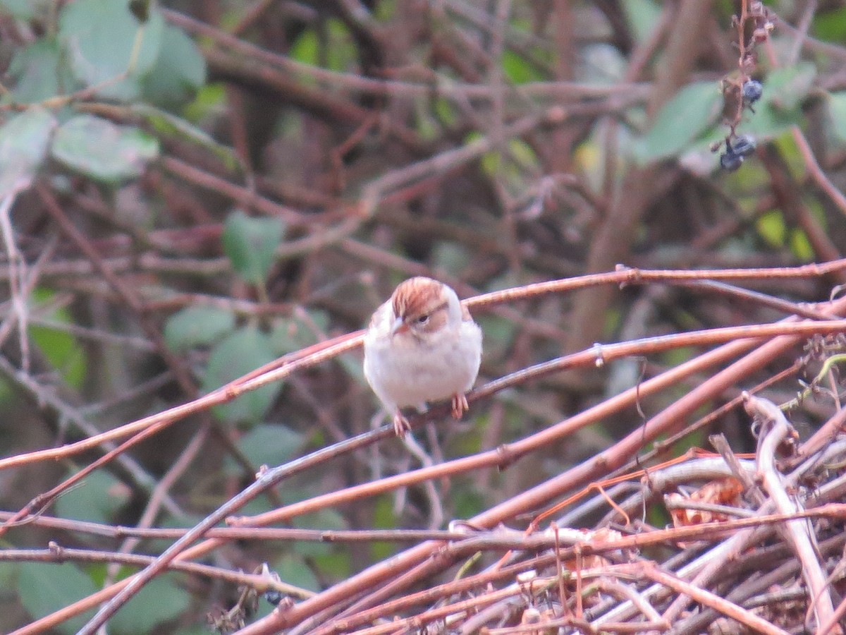 Chipping Sparrow - ML274842771