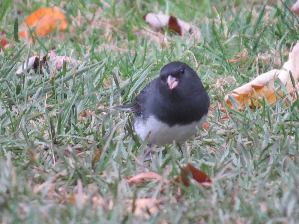 Dark-eyed Junco - ML274843001