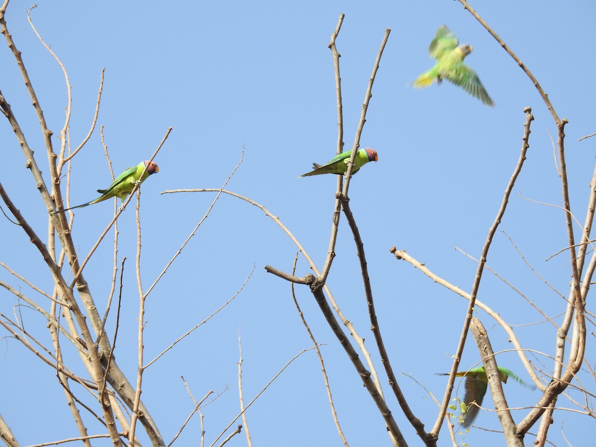 Plum-headed Parakeet - Rajendra Gadgil
