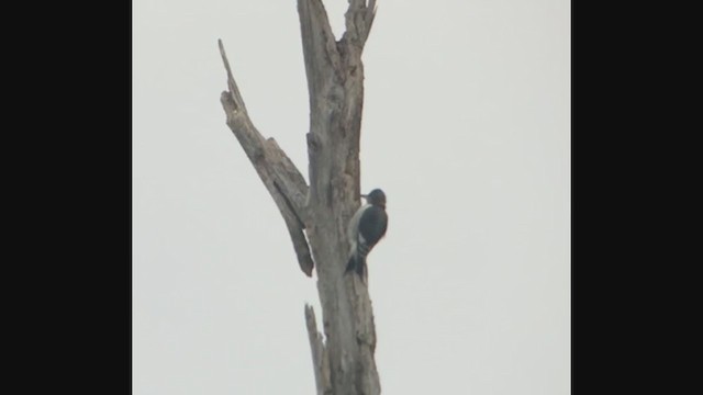 Red-headed Woodpecker - ML274843911