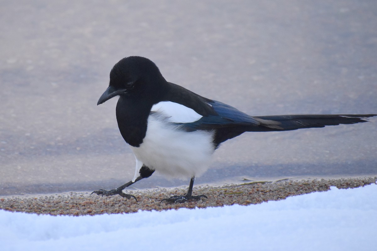 Black-billed Magpie - ML274844621