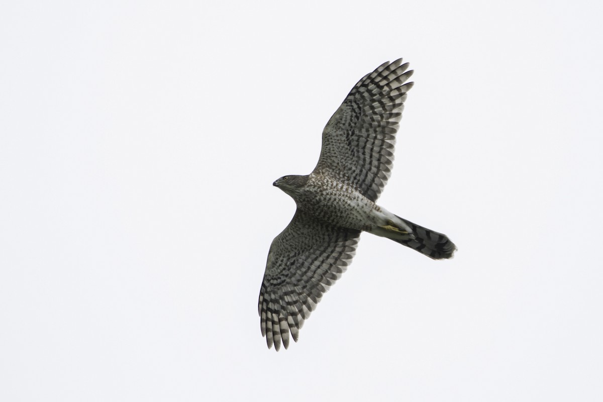 Cooper's Hawk - Jorge Eduardo Ruano