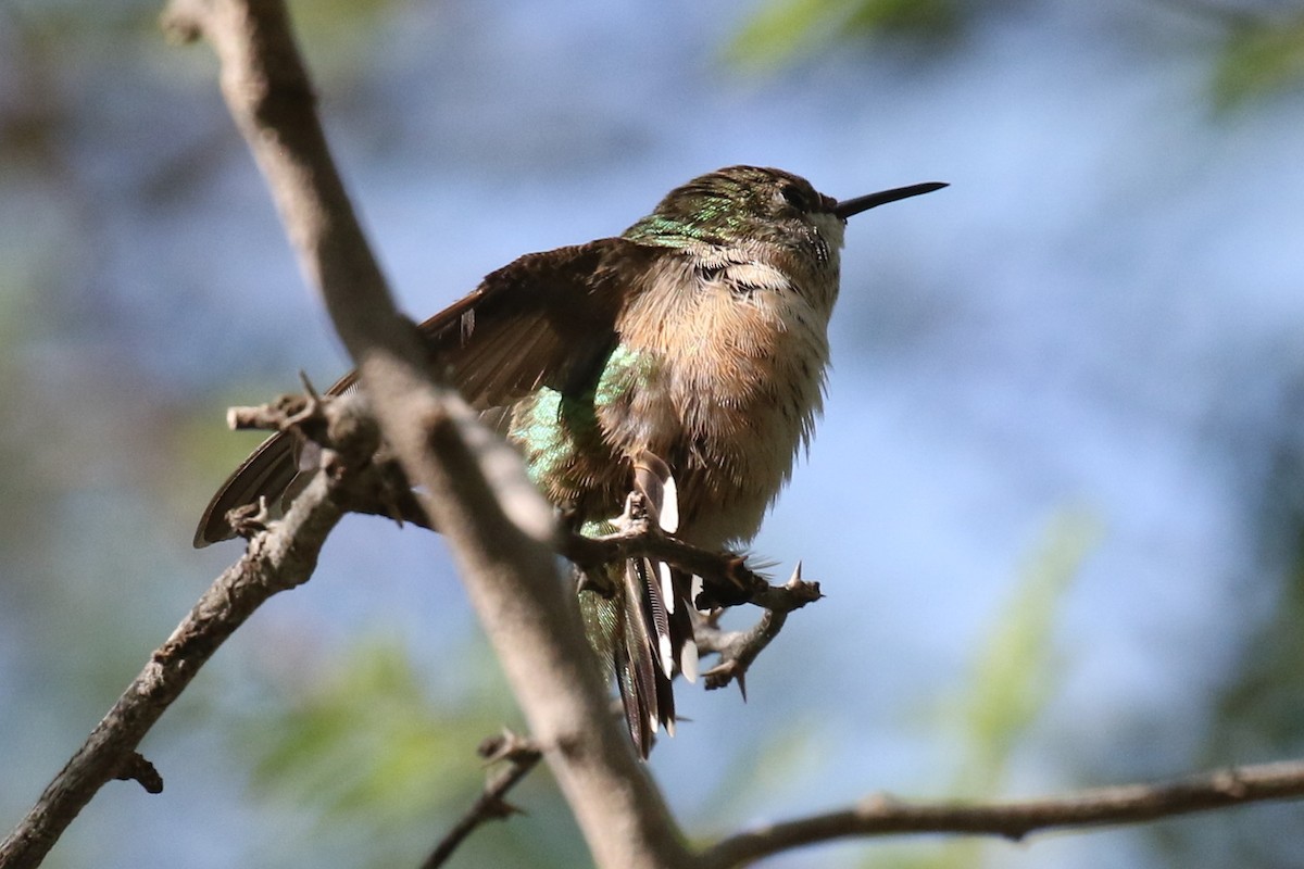 Calliope Hummingbird - ML274846711