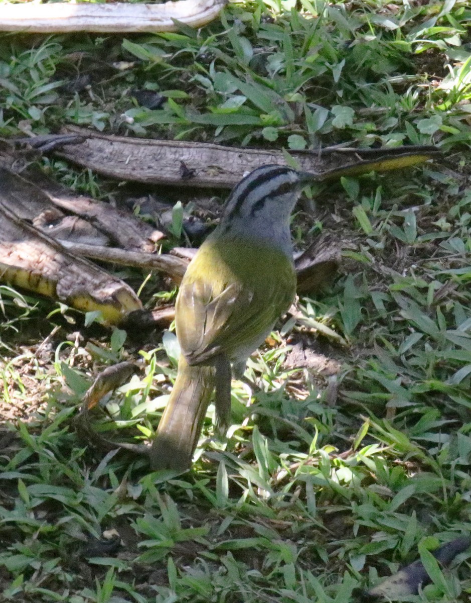 Black-striped Sparrow - ML274847781