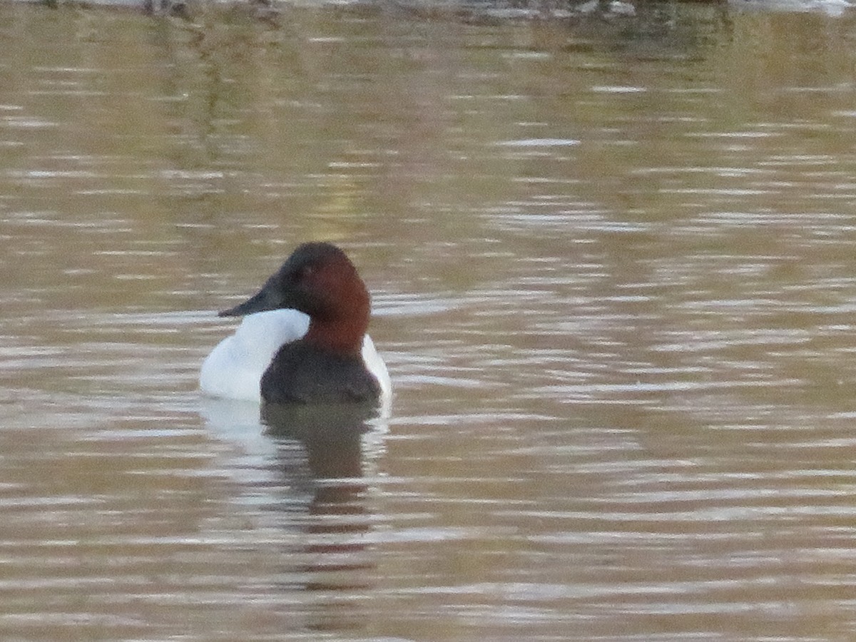 Canvasback - ML274848171