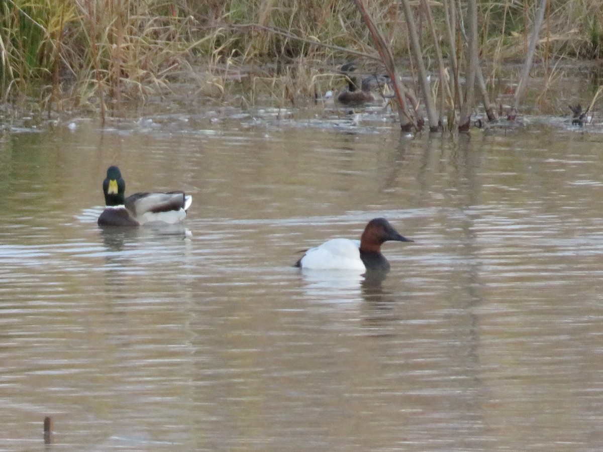 Canvasback - ML274848221