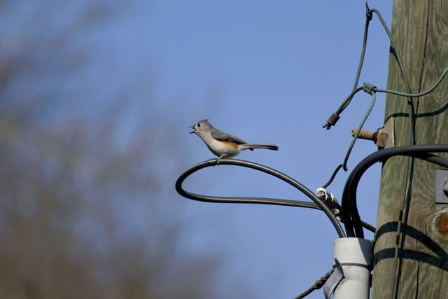 Tufted Titmouse - ML27484891