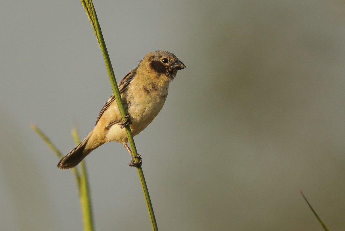 Ibera Seedeater - Sabina De Lucca