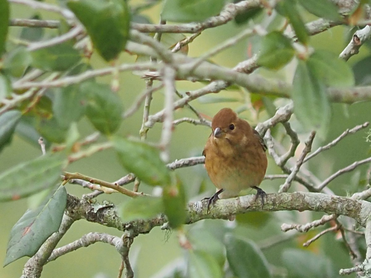 Indigo Bunting - ML274850551