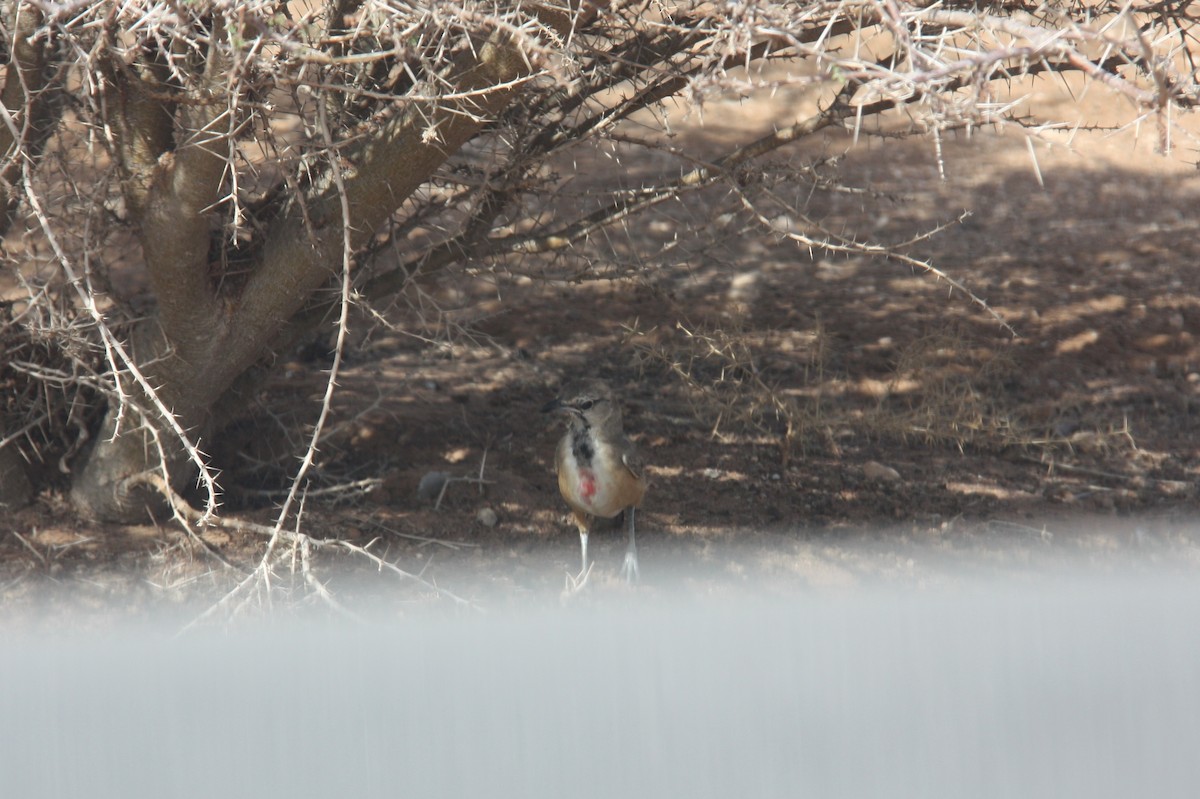 Rosy-patched Bushshrike - ML27485191