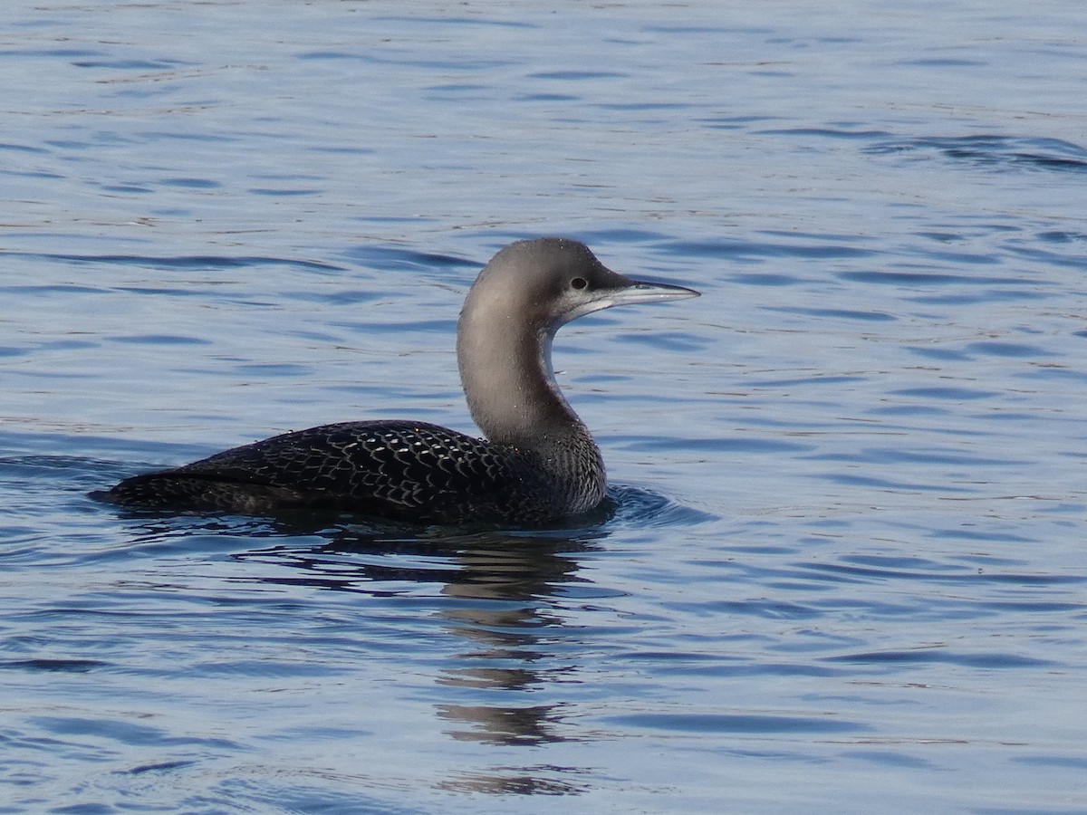 Pacific Loon - ML274852361