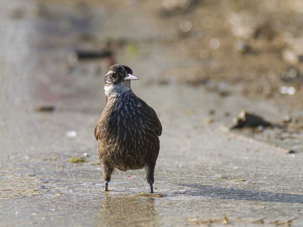 ウミベカマドドリ - ML274853131