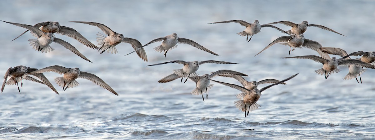 Red Knot - Hayley Alexander