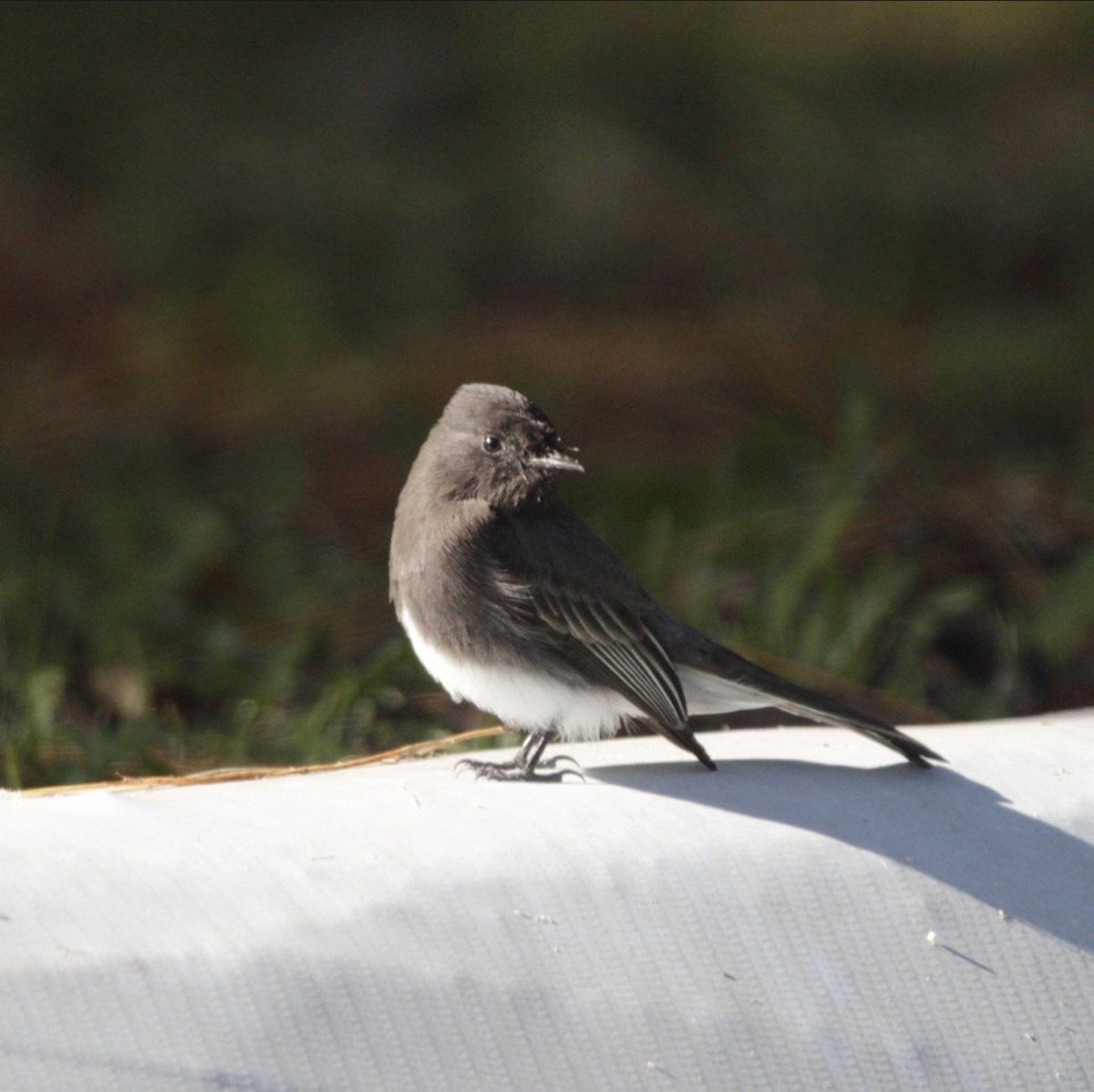 Black Phoebe - ML274855021