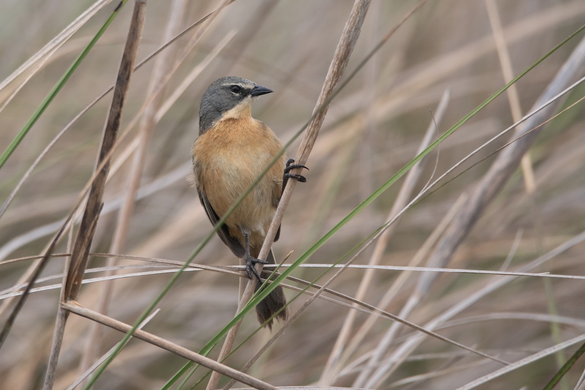 Long-tailed Reed Finch - ML274855261