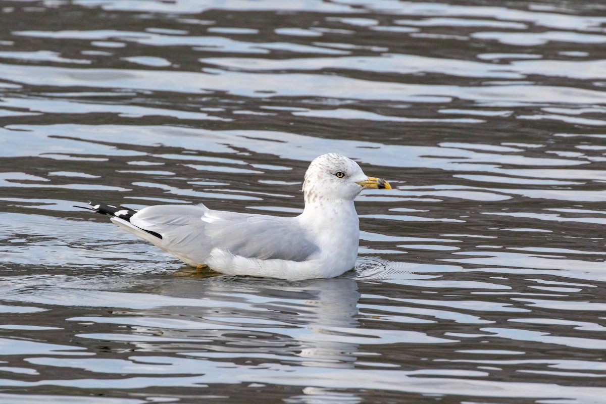 Gaviota de Delaware - ML274855791