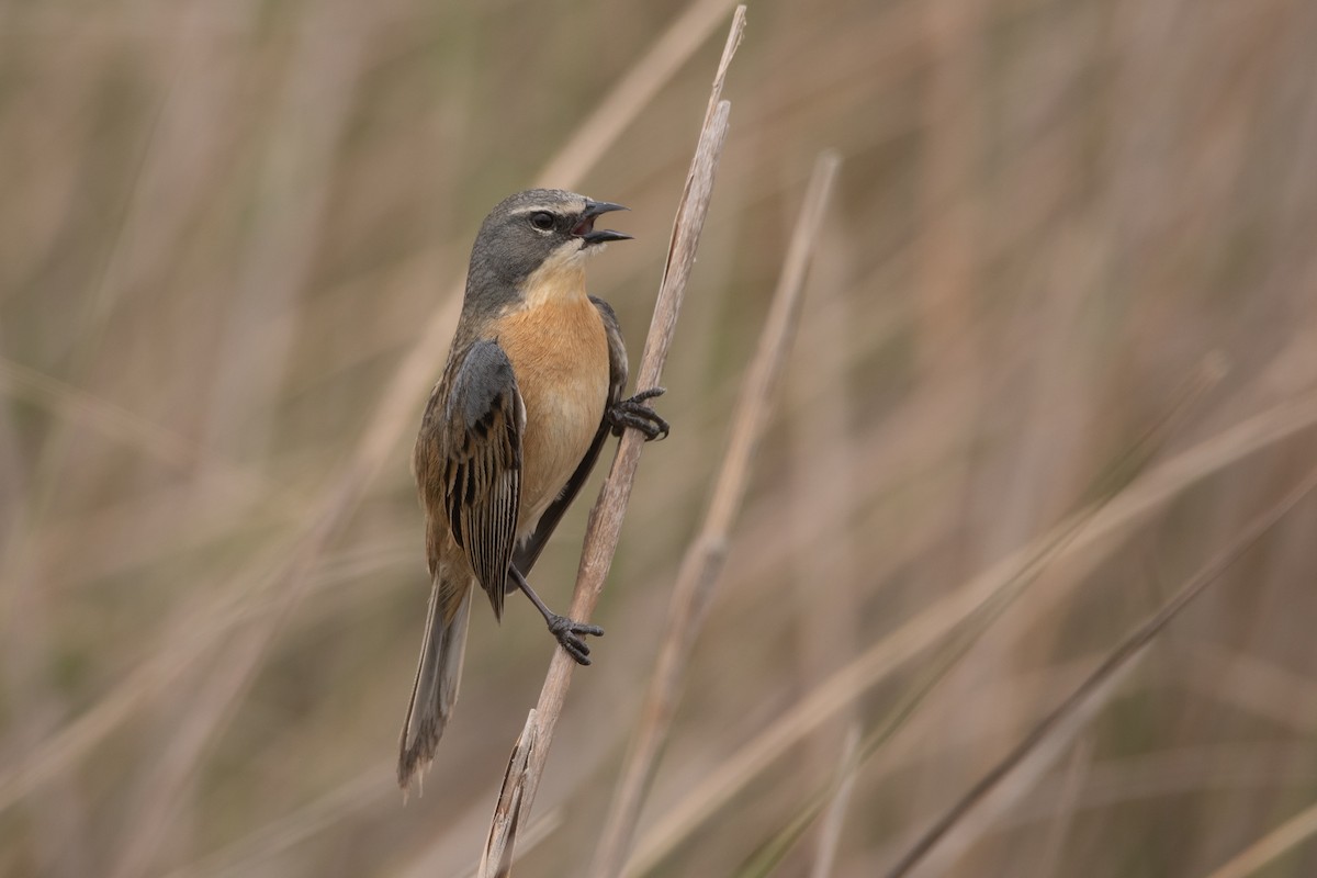 Long-tailed Reed Finch - ML274856541