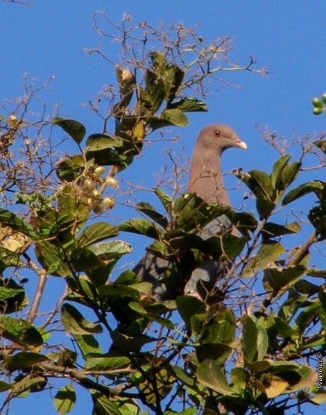 Red-billed Pigeon - ML274856791