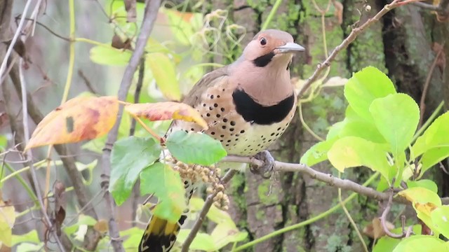Northern Flicker (Yellow-shafted) - ML274856941