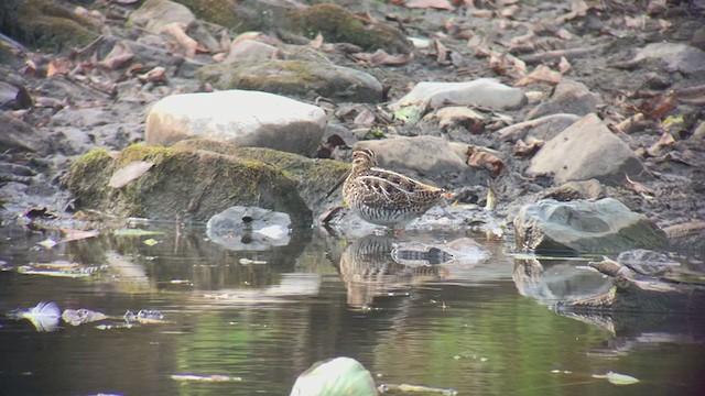 Wilson's Snipe - ML274857301