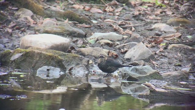 Rusty Blackbird - ML274857321