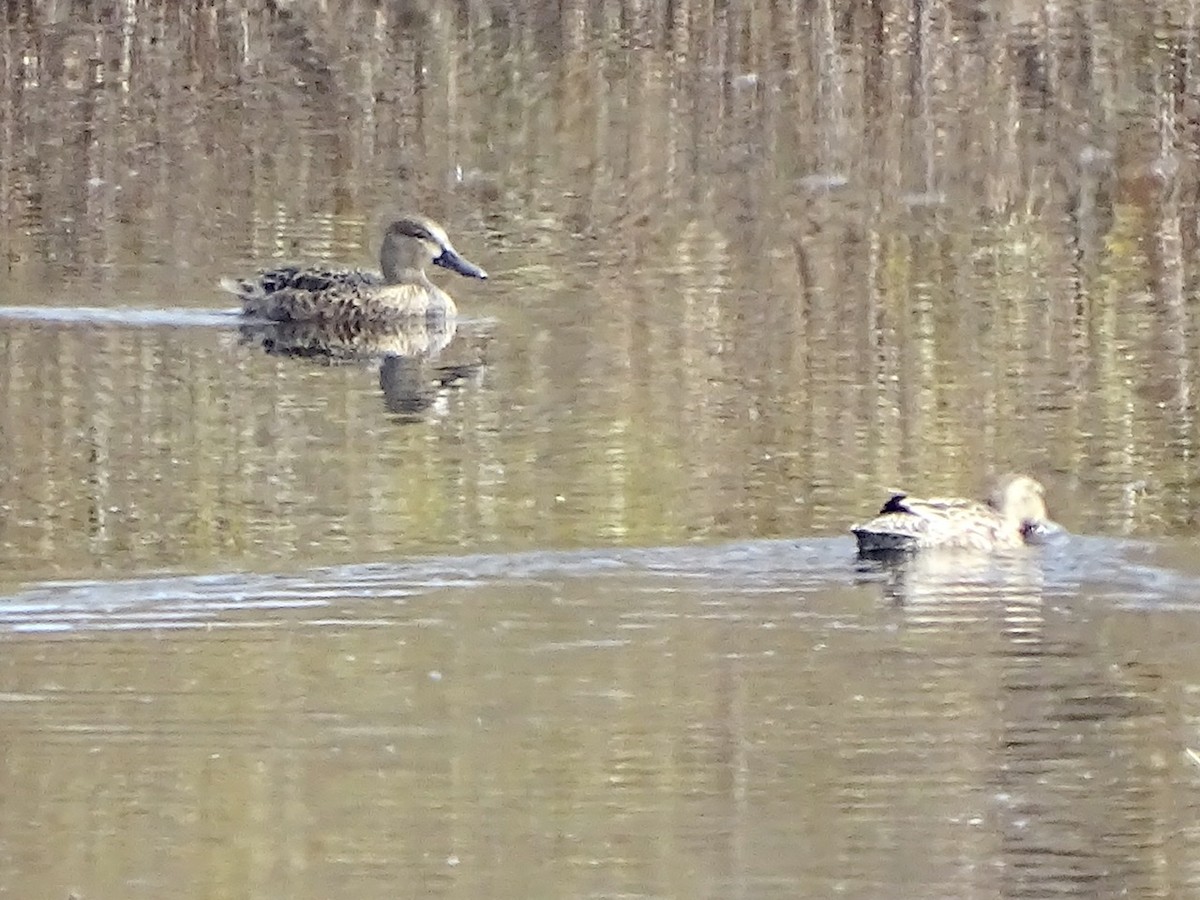 Blue-winged Teal - ML274857541