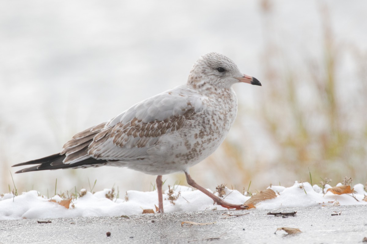 Gaviota de Delaware - ML274859971