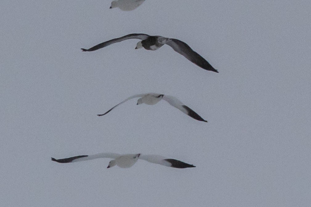 Snow Goose - Bob Friedrichs