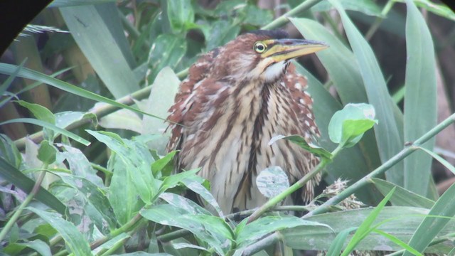 Schrenck's Bittern - ML274863871