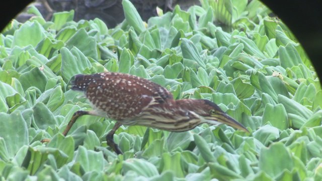 Schrenck's Bittern - ML274864371