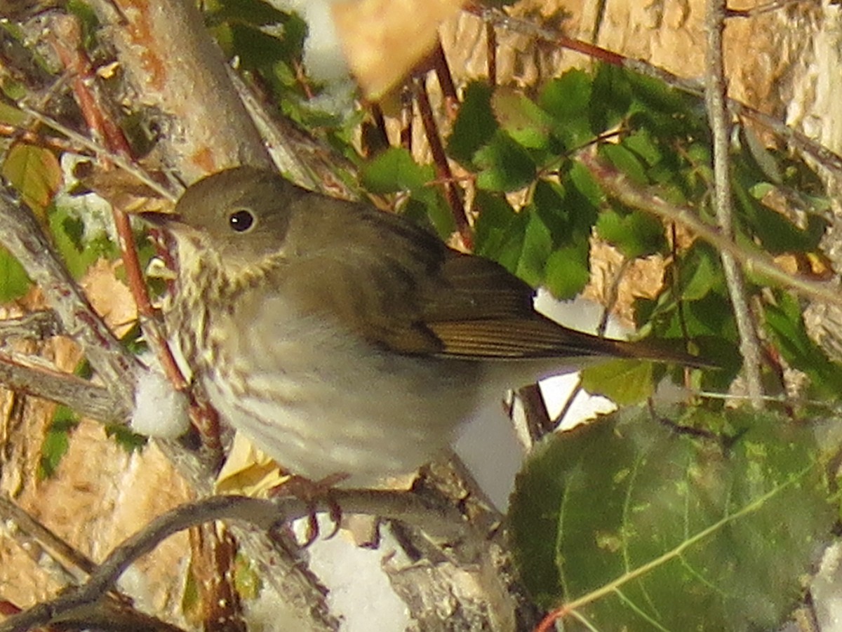 Hermit Thrush - ML274864581