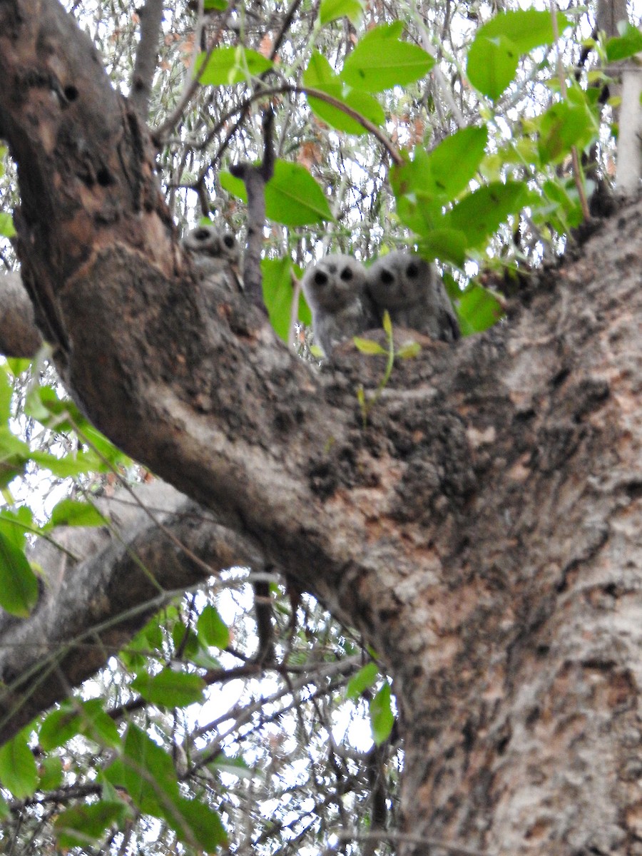 Indian Scops-Owl - Rajendra Gadgil