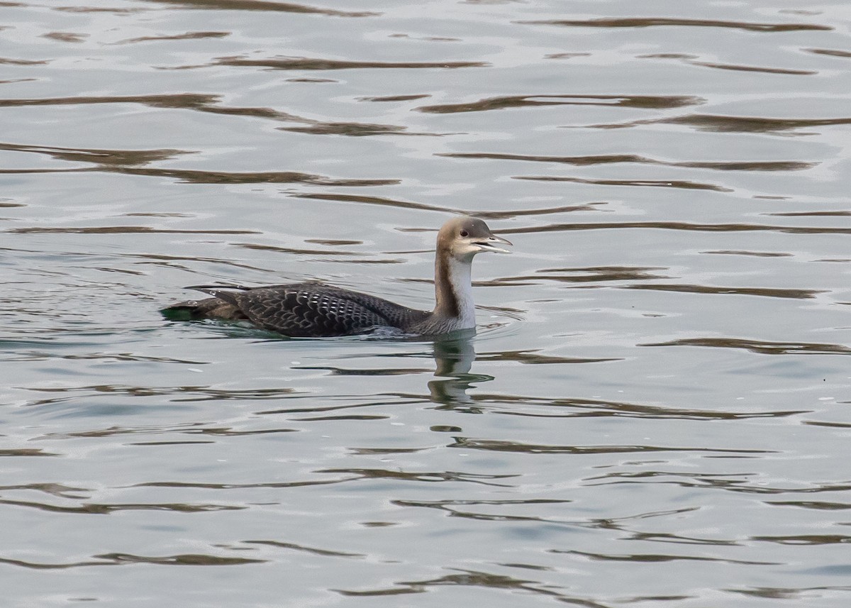 Pacific Loon - ML274865131